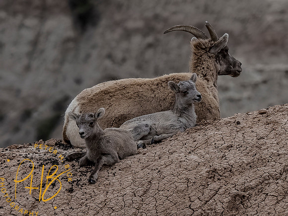 Yellowstone Trip 2021 0189-Edit