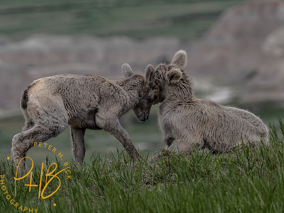 Yellowstone Trip 2021 0221-Edit