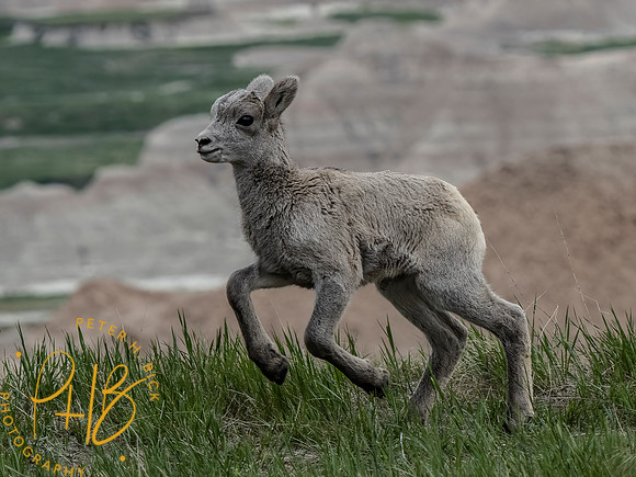 Yellowstone Trip 2021 0239-Edit