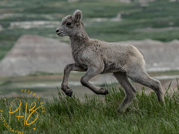 Yellowstone Trip 2021 0244-Edit