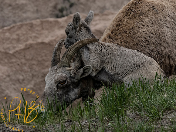 Yellowstone Trip 2021 0252-Edit