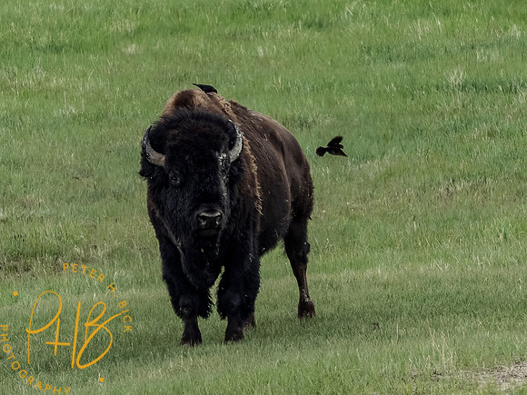 Yellowstone Trip 2021 0478-Edit