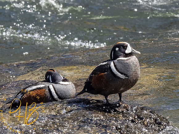 Yellowstone Trip 2021 0655-Edit