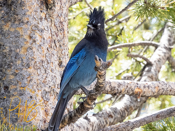 Yellowstone Trip 2021 0800-Edit