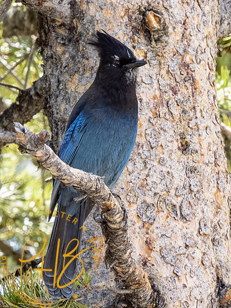 Yellowstone Trip 2021 0806-Edit