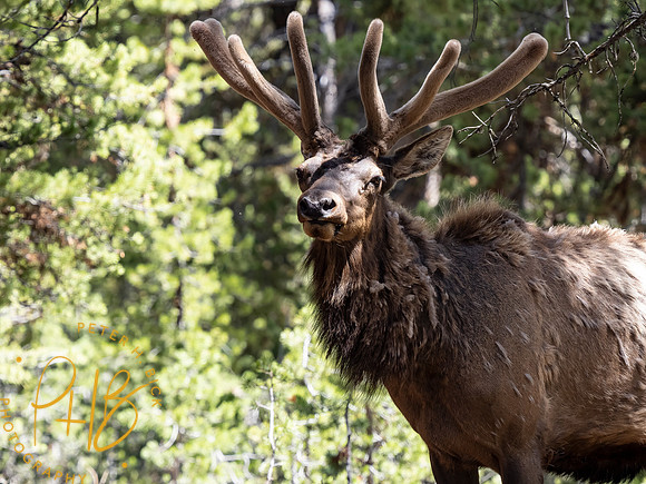 Yellowstone Trip 2021 0869-Edit
