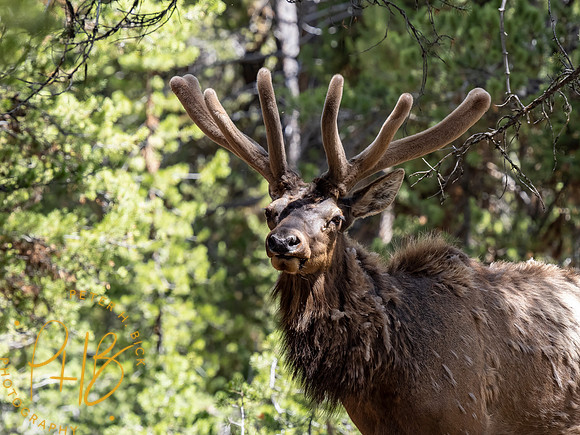 Yellowstone Trip 2021 0871-Edit