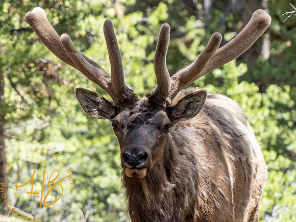 Yellowstone Trip 2021 0896-Edit