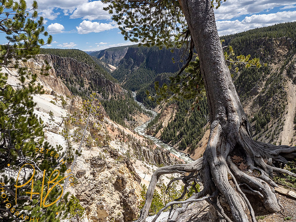 Yellowstone Trip 2021 0903-Edit