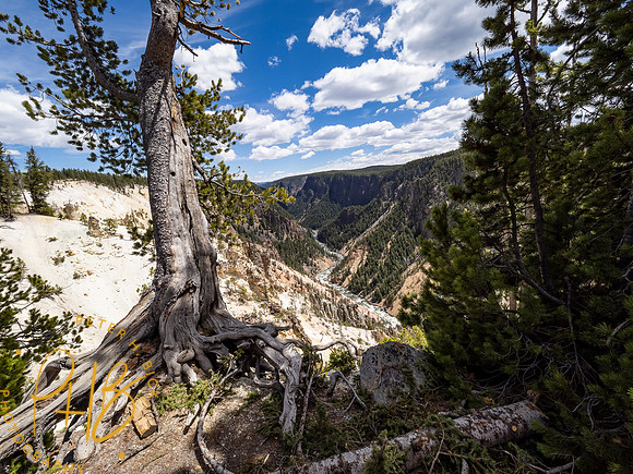 Yellowstone Trip 2021 0906-Edit