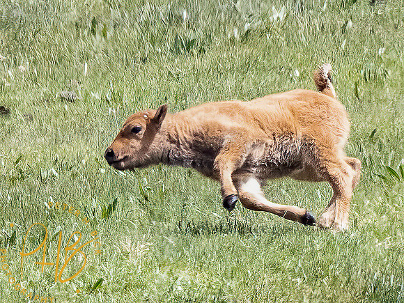 Yellowstone Trip 2021 0946-Edit-Edit