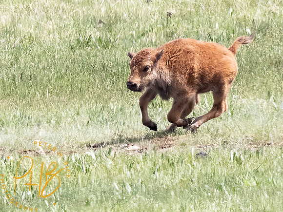 Yellowstone Trip 2021 0951-Edit