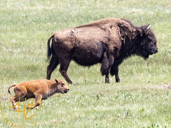 Yellowstone Trip 2021 0959-Edit
