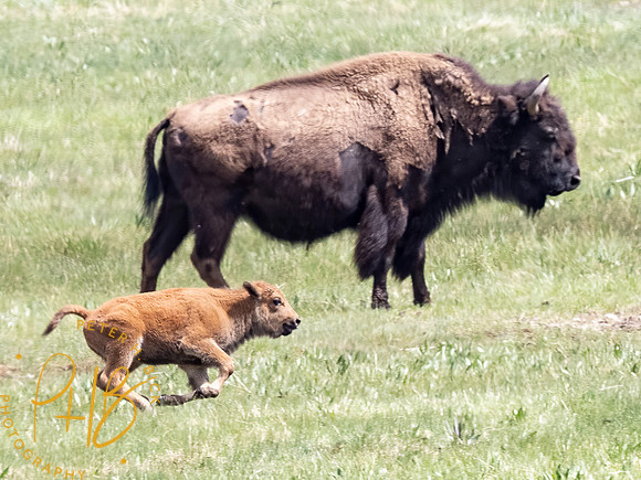 Yellowstone Trip 2021 0960-Edit
