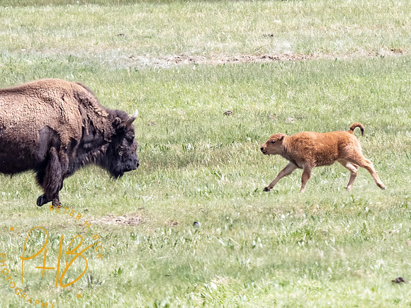 Yellowstone Trip 2021 0965-Edit