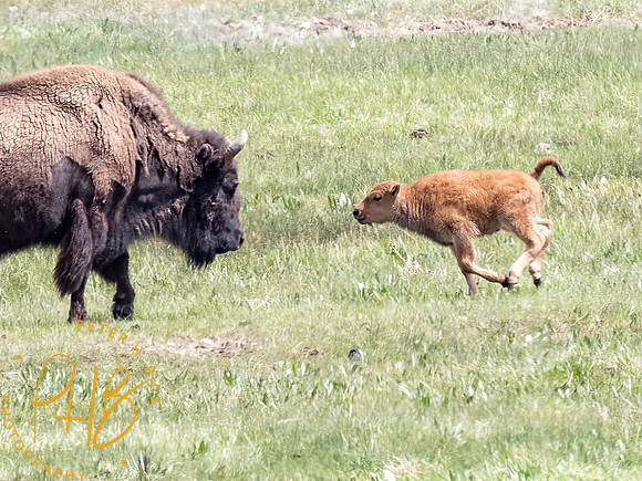 Yellowstone Trip 2021 0967-Edit