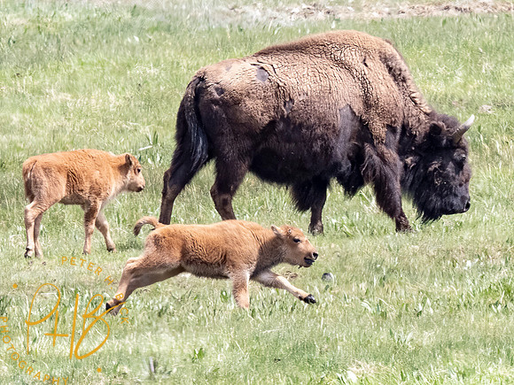 Yellowstone Trip 2021 0970-Edit