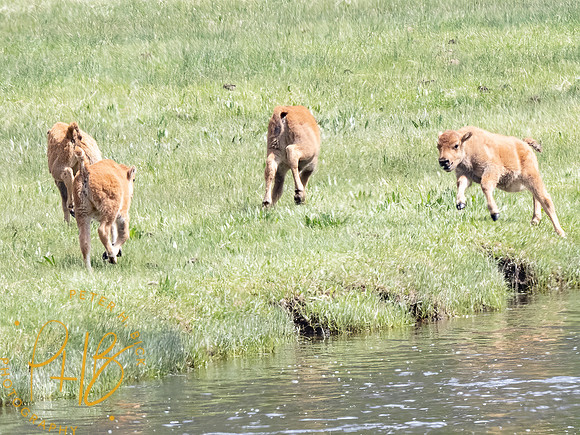 Yellowstone Trip 2021 0977-Edit