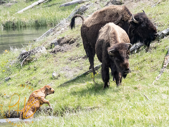 Yellowstone Trip 2021 0992-Edit