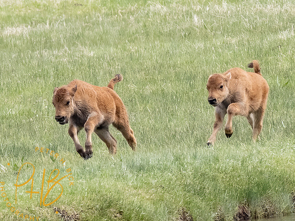 Yellowstone Trip 2021 0999-Edit