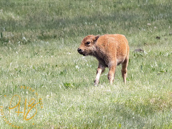 Yellowstone Trip 2021 1003-Edit