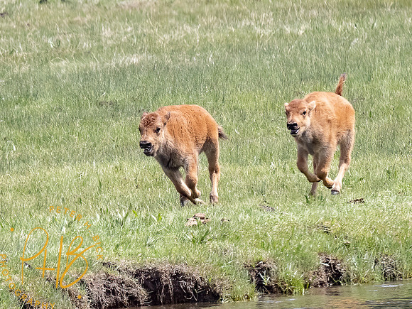 Yellowstone Trip 2021 1008-Edit