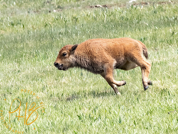 Yellowstone Trip 2021 1016-Edit-Edit
