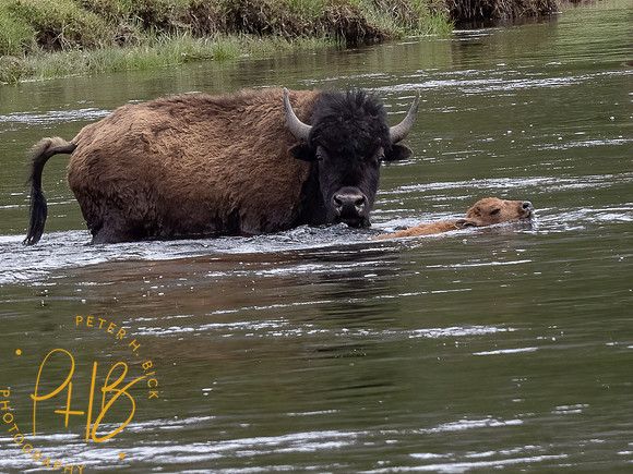 Yellowstone Trip 2021 1031-Edit