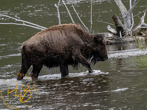 Yellowstone Trip 2021 1035-Edit