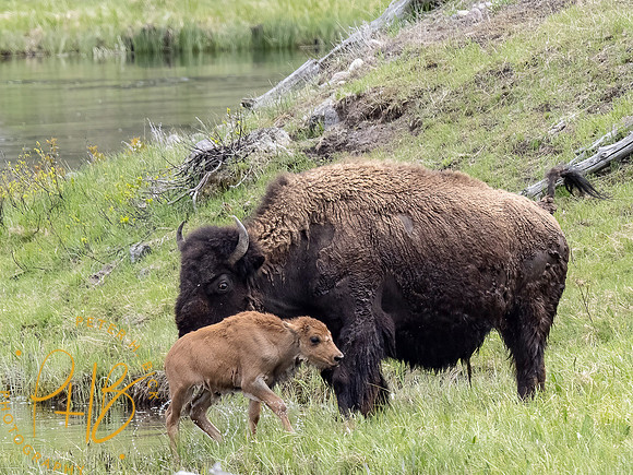 Yellowstone Trip 2021 1041-Edit