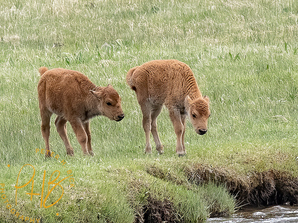 Yellowstone Trip 2021 1051-Edit