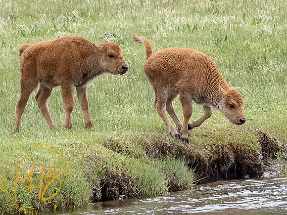 Yellowstone Trip 2021 1054-Edit