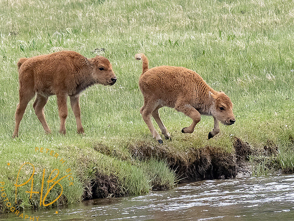 Yellowstone Trip 2021 1056-Edit