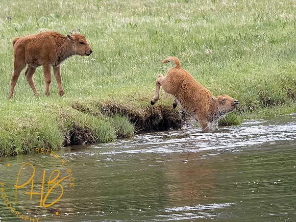 Yellowstone Trip 2021 1058-Edit