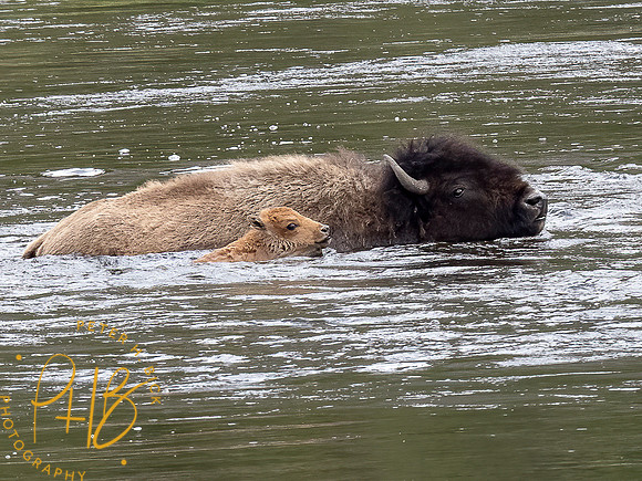 Yellowstone Trip 2021 1065-Edit