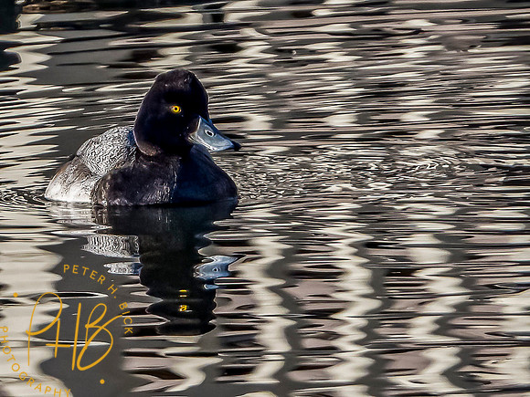 Indiana Birds and Wildlife 2021 0332-Edit