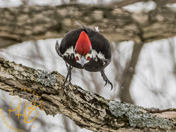 Indiana Birds and Wildlife 2021 0533-Edit