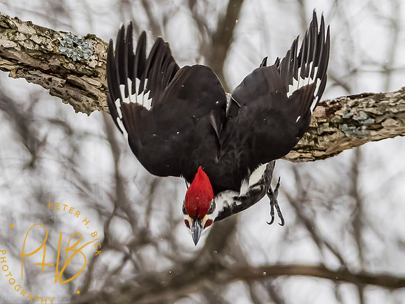 Indiana Birds and Wildlife 2021 0539-Edit