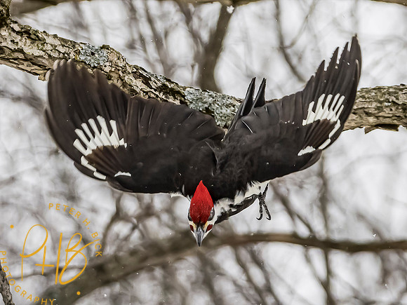 Indiana Birds and Wildlife 2021 0540-Edit