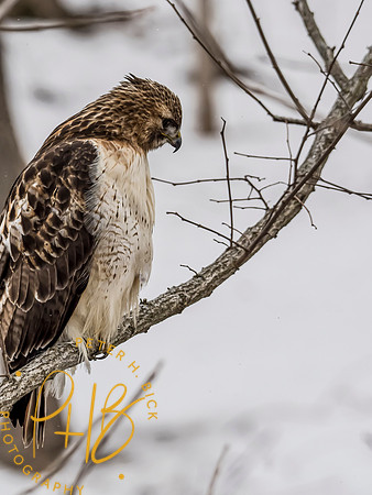 Indiana Birds and Wildlife 2021 0656-Edit