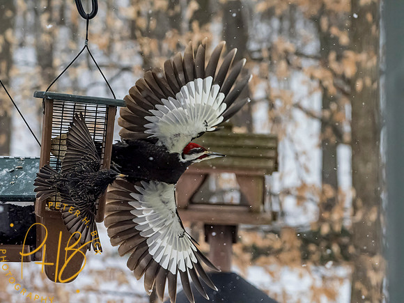 Indiana Birds and Wildlife 2021 0719-Edit