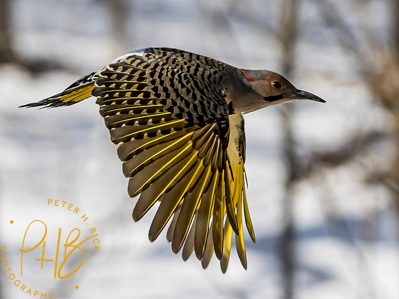 Indiana Birds and Wildlife 2021 0763-Edit
