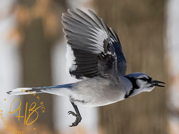 Indiana Birds and Wildlife 2021 0932-Edit-Edit