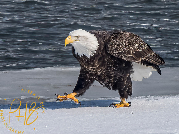 Indiana Birds and Wildlife 2021 1504-Edit
