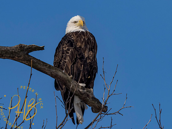 Indiana Birds and Wildlife 2021 1376-Edit