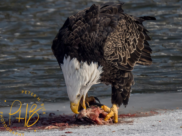Indiana Birds and Wildlife 2021 1434-Edit