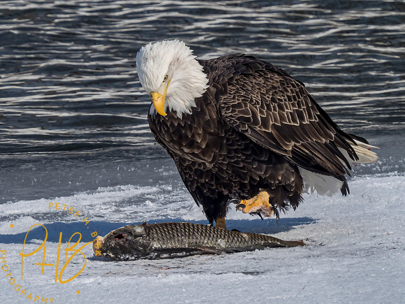 Indiana Birds and Wildlife 2021 1526-Edit
