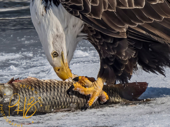 Indiana Birds and Wildlife 2021 1538-Edit