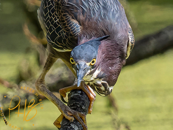 Indiana Birds and Wildlife 2021 6811-Edit-Edit