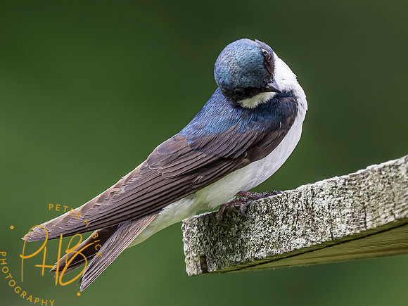 Indiana Birds and Wildlife 2021 6844-Edit